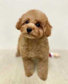 プードル、写真、ティーカップ