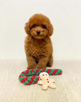 プードル、写真、ティーカップ