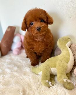 プードル、写真、ティーカップ