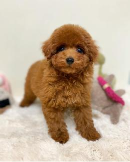 プードル、写真、ティーカップ