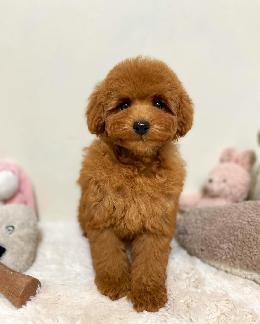 プードル、写真、ティーカップ