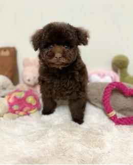 プードル、写真、ティーカップ