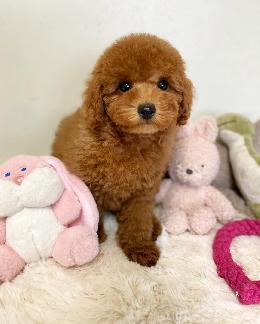 プードル、写真、ティーカップ