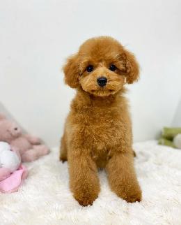 プードル、写真、ティーカップ