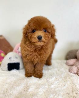 プードル、写真、ティーカップ