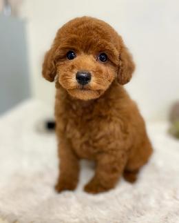 プードル、写真、ティーカップ