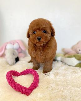 プードル、写真、ティーカップ