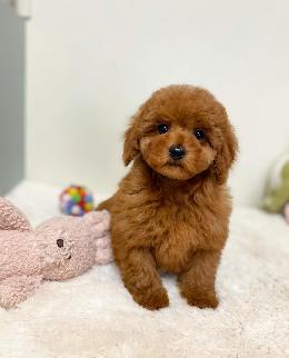 プードル、写真、ティーカップ