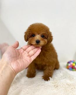 プードル、写真、ティーカップ