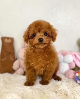 プードル、写真、ティーカップ