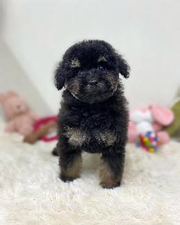 プードル、写真、ティーカップ