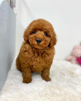 プードル、写真、ティーカップ