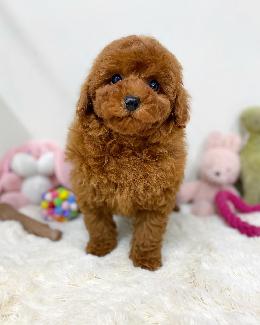 プードル、写真、ティーカップ