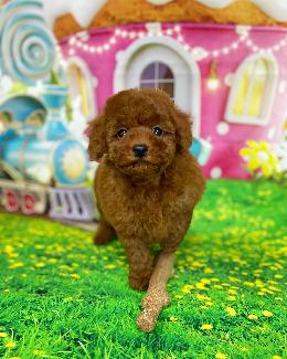 プードル、写真、ティーカップ