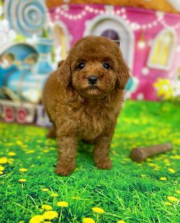 プードル、写真、ティーカップ