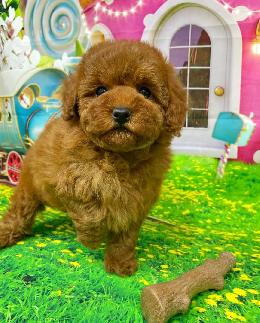 プードル、写真、ティーカップ