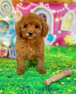 プードル、写真、ティーカップ