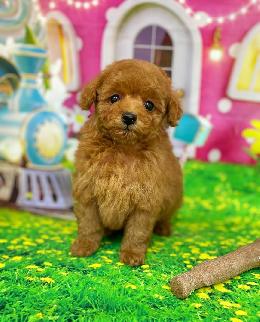 プードル、写真、ティーカップ