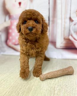 プードル、写真、ティーカップ