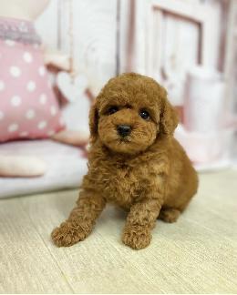 プードル、写真、ティーカップ