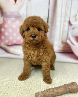 プードル、写真、ティーカップ