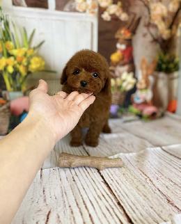 プードル、写真、ティーカップ