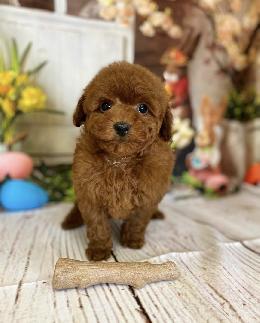 プードル、写真、ティーカップ