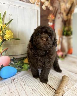 プードル、写真、ティーカップ