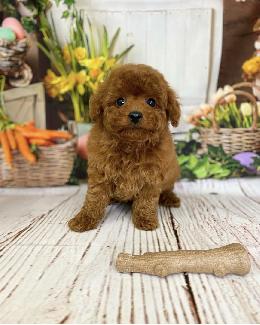 プードル、写真、ティーカップ