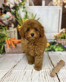 プードル、写真、ティーカップ