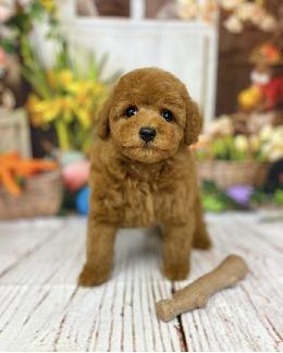 プードル、写真、ティーカップ