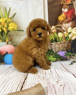 プードル、写真、ティーカップ