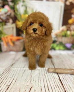 プードル、写真、ティーカップ