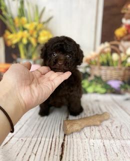 プードル、写真、ティーカップ