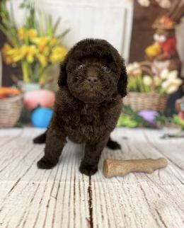 プードル、写真、ティーカップ