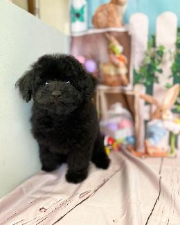 プードル、写真、ティーカップ