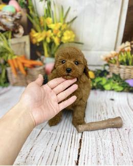 プードル、写真、ティーカップ