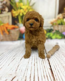 プードル、写真、ティーカップ