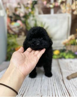 プードル、写真、ティーカップ