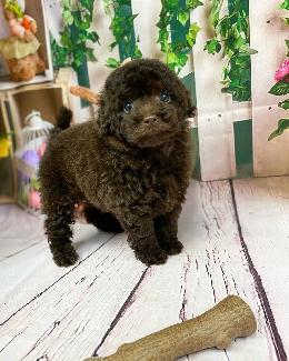 プードル、写真、ティーカップ