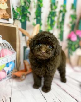 プードル、写真、ティーカップ