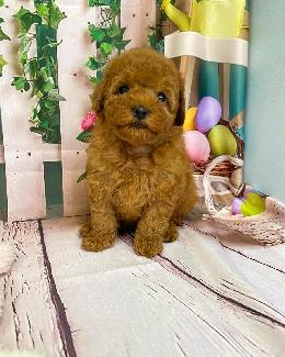 プードル、写真、ティーカップ