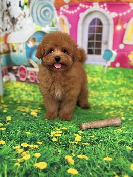 プードル、写真、ティーカップ