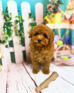 プードル、写真、ティーカップ