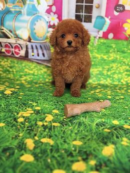 プードル、写真、ティーカップ