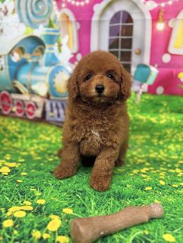 プードル、写真、ティーカップ