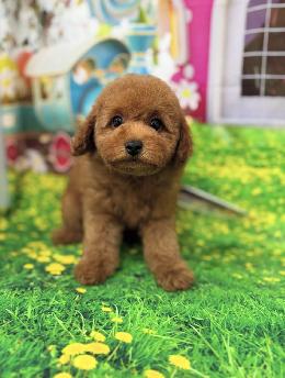 プードル、写真、ティーカップ