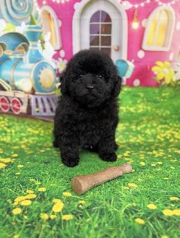 プードル、写真、ティーカップ