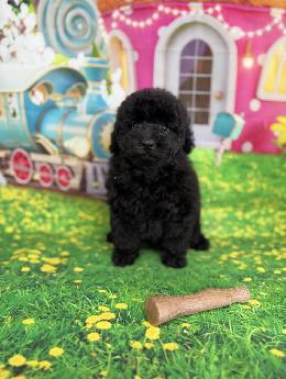 プードル、写真、ティーカップ