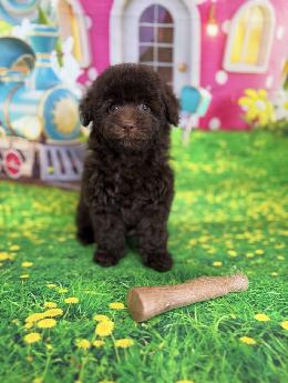 プードル、写真、ティーカップ